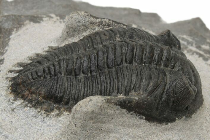 Kayserops Trilobite Fossil - Morocco #229744